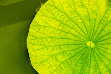 背景素材　葉っぱの模様