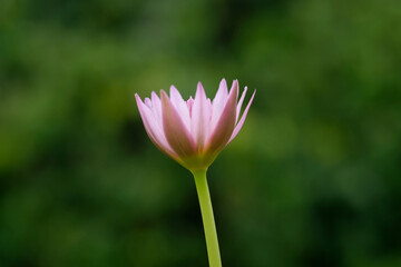 Closeup side view angle of blooming pink water lily flower with stem. Image photo