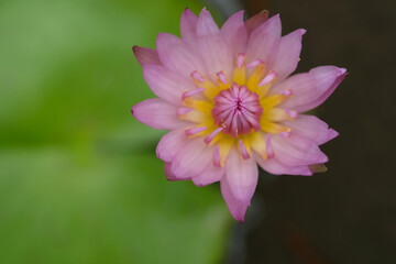 Obraz premium Closeup top view angle of blooming pink water lily flower with stem in the morning. Image photo