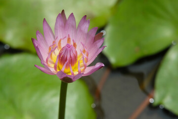 Closeup top view angle of blooming pink water lily flower with stem in the morning. Image photo