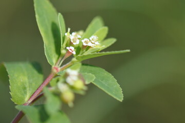 A cluster of tiny white flowers of eyebane are flowering on the top of its stem.