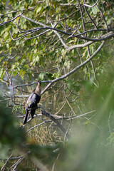bird on a tree
