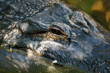 Obraz premium close up of a crocodile