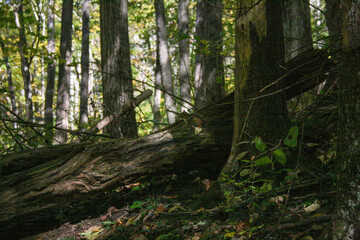 trees in the forest