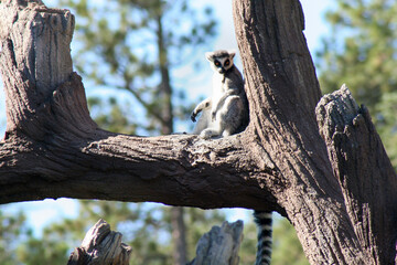 squirrel on tree