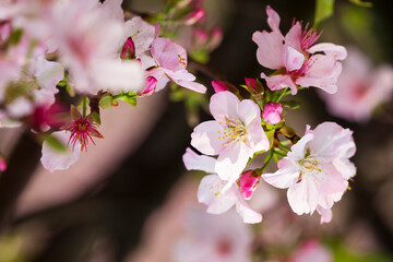 Spring banner, branches of blossoming cherry against background of blue sky and butterflies on nature outdoors