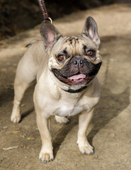 Obraz premium Fawn male Frenchie standing on a trail in park in Northern California