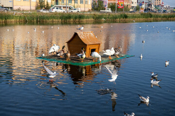 Geese and seagulls hanging out on the lake in front of an urban background - 402623041