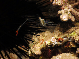 Obraz na płótnie Canvas Closeup of a Cuapetes tenuipes shrimp