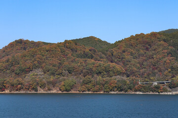 Fototapeta premium 宮ヶ瀬湖の紅葉（神奈川県清川村）