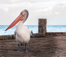 Australian Pelican on Kingscote Jetty