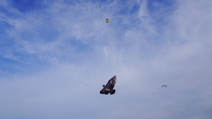 An eagle kite and another kites in the clear, windy sky, clouds in the stratosphere. Nanji Han River Park in Korea.
