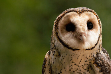 Australian masked owl right side with copy space