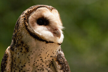 Australian masked owl portrait