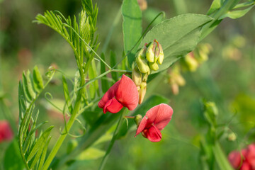 Blooming legumes. Red flowers close up. Láthyrus sylvéstris.
