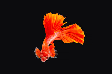 Macro Closup on Multi color Siamese fighting fish, Betta fish, siamese fighting fish, betta splendens isolated on black background, fish on black background with beautiful swimming moving.