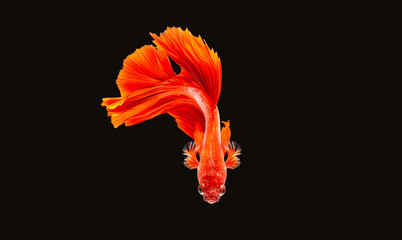 Macro Closup on Multi color Siamese fighting fish, Betta fish, siamese fighting fish, betta splendens isolated on black background, fish on black background with beautiful swiming moving.