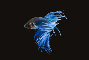 Obraz premium Macro Closup on Multi color Siamese fighting fish, Betta fish, siamese fighting fish, betta splendens isolated on black background, fish on black background with beautiful swimming moving.