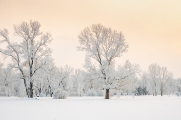 Winter landscape in the park