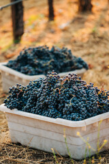 Grapes during harvest 
