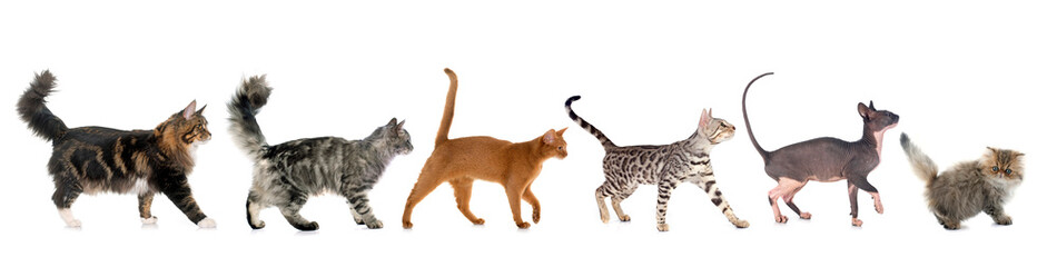 six walking cats - obrazy, fototapety, plakaty