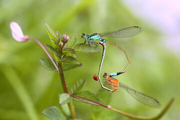 dragonfly on a branch