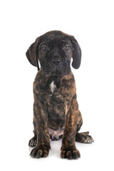 puppy cane corso