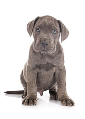 puppy cane corso