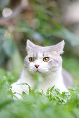 Portrait of the scottish fold cat are standing in the garden with green grass. White kitten are looking at camera in the morning.