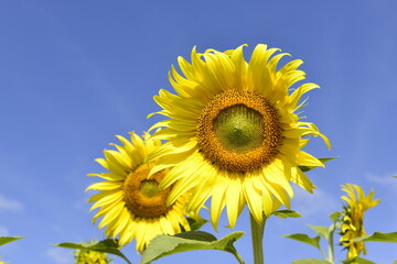 Obraz premium Sunflower blooming natural background with blue sky at the countryside on the sunny day.