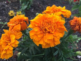 orange chrysanthemum flower