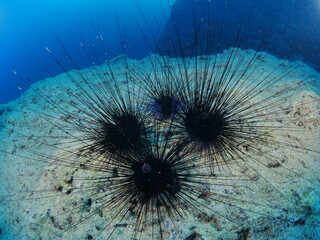 long spine sea urchin underwater  long spines moving in blue ocean scenery seaurchins in nature