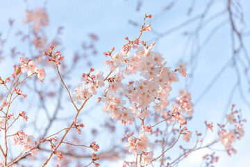 Photography of Tokyo