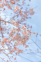Photography of Tokyo