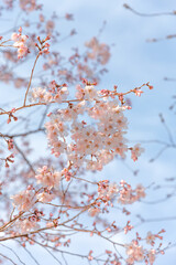 Photography of Tokyo