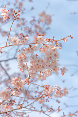 Photography of Tokyo