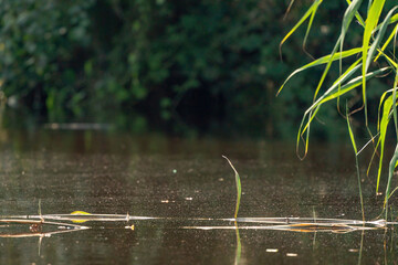 Grass stems emerge from water above the water surface. stems of plants float on the water. Close-up shot with selective focus.
