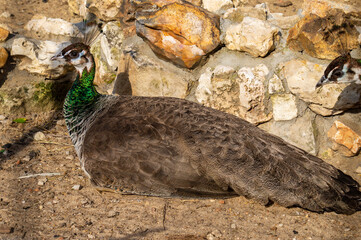 Female Indian peafowl or peahen  (Pavo cristatus),  common peafowl, or blue peafow laying down. Animals and nature.