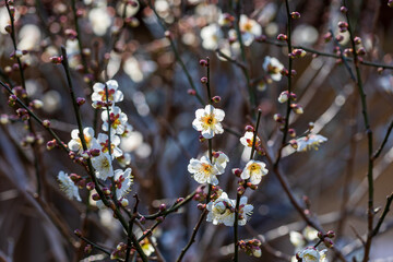 満開の白梅