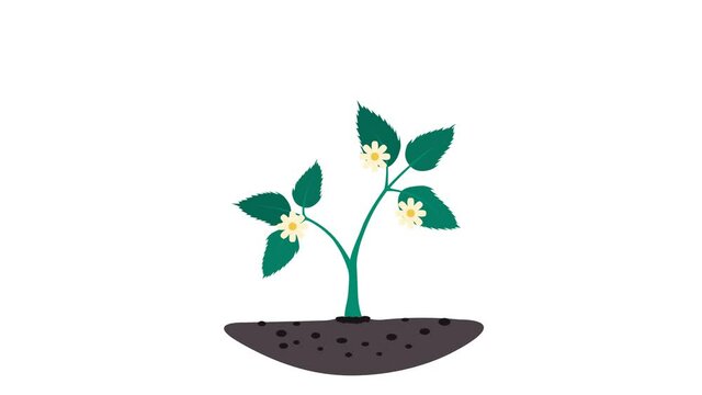 animation of raspberry seedlings growing and berries. motion