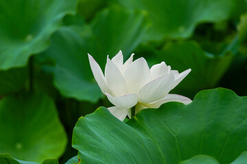 Fototapeta premium 寺院の池に咲く白い蓮の花