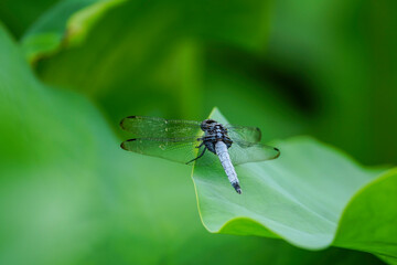 蓮の葉に止まるシオカラトンボ