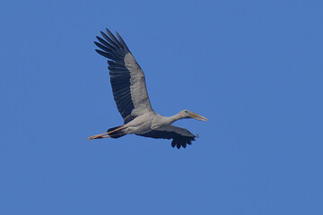 Asian openbill Stork isolated on sky
