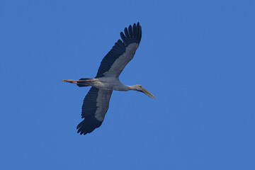 Fototapeta na wymiar Asian openbill Stork isolated on sky