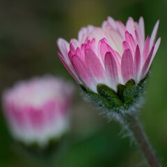 clise up of pink daisy flower