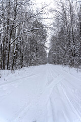 Stock Foto Winter in the forest, snow on trees, handsome christmas background
