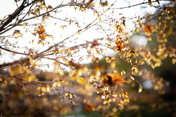 Photography of Japan