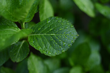 紫陽花の葉。雨が降った後の葉っぱ