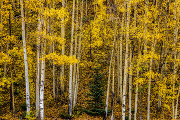 Tall grove of aspens in Colorado at autumn