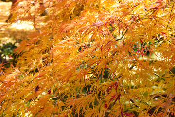 京都の秋　美しい紅葉と赤とオレンジ色のモミジ（日本京都府京都市）　Autumn in Kyoto - Beautiful autumn leaves and red and orange maples (Kyoto City, Kyoto Prefecture)